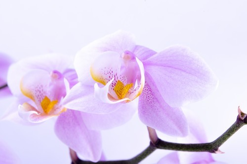 Foto a macroistruzione di orchidea viola