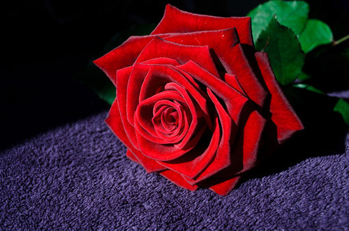 Laid red rose