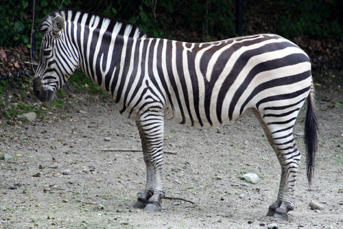 Zebra profile in nature