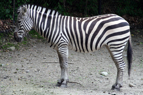 Perfil de la cebra en la naturaleza