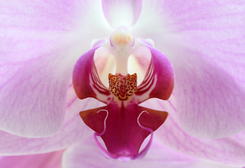 Foto a macroistruzione di orchidea