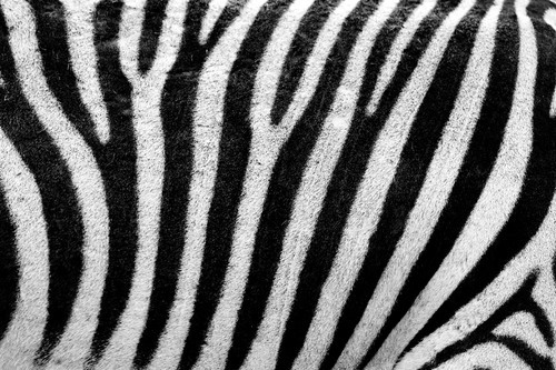 Zebra pattern close up