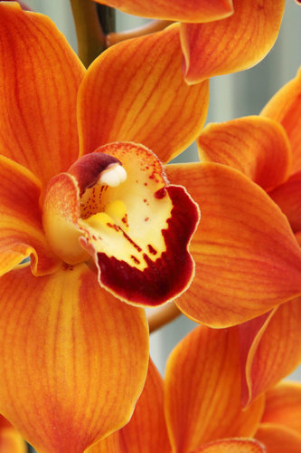 Foto macro de orquídea naranja