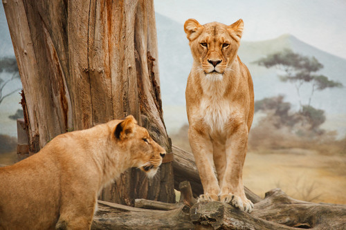 Львы в Африке