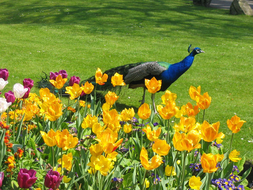 Pavo real en el jardín de flores de primavera