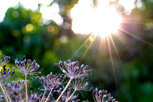 Sun rays and flowers