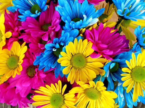 Colorful daisies macro photo