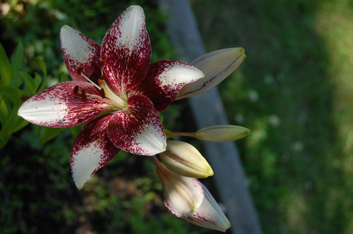 Flor de lirio en el jardín