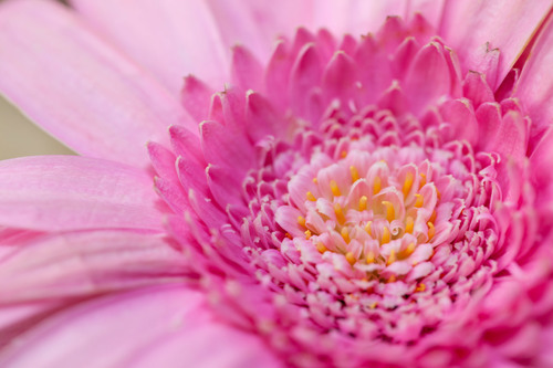 Gerbera rosa