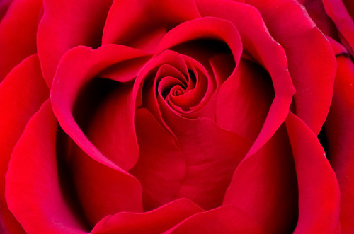 Červené růže makro fotografie