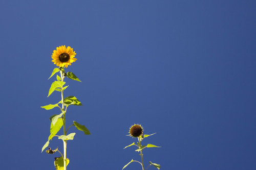 Twee zonnebloemen op zonnige dag