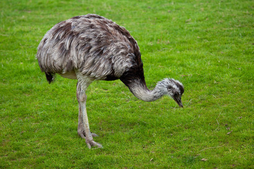 Ostrich on the meadow