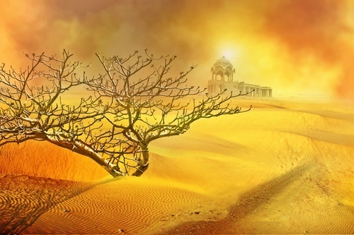 Copac in desert