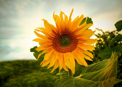 Bright sunflower close up