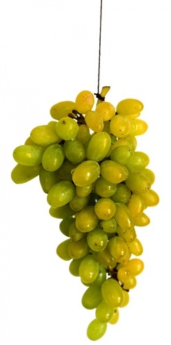Зелений виноград
