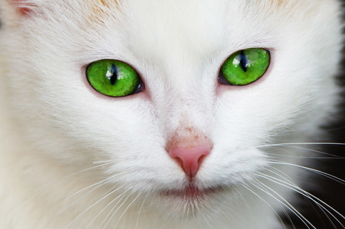 Зелений - блакитнооких кішка