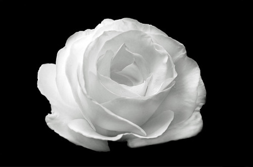 Rose blanche isolée sur fond noir