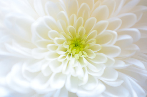 Foto de macro de flor de Dalia