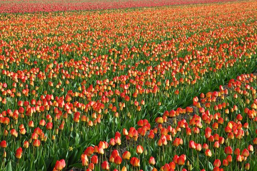 Campo colorido de tulipas