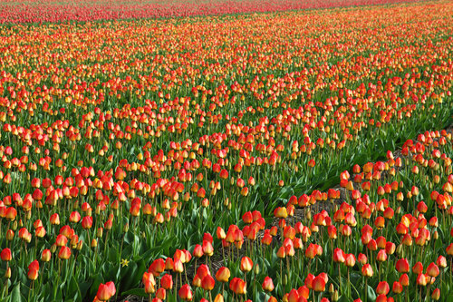 Champ coloré de tulipes