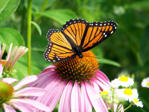 Borboleta monarca em flor