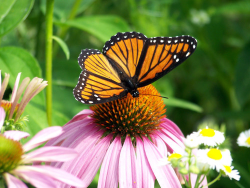 Monarque papillon sur fleur