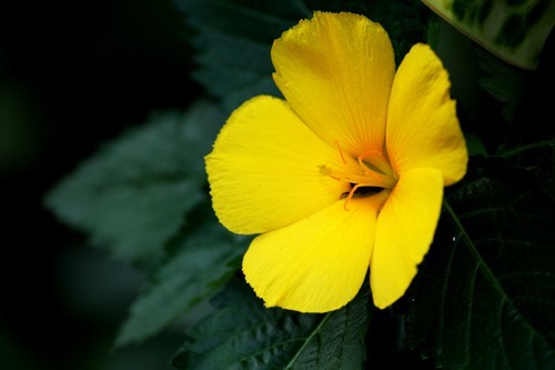 Yellow flower macro photo