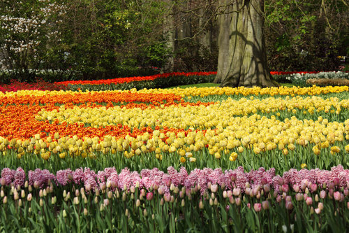 Tulipano e giacinto fiori