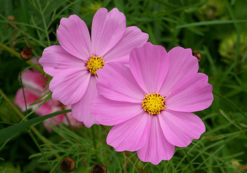 Розовый цветок с желтым пестик