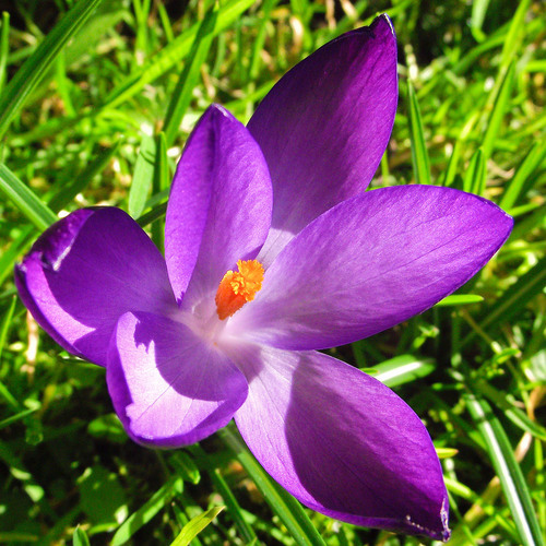 Roxo crocus crescendo na grama