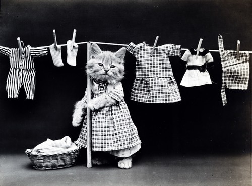 Monochrome image of dressed kitten