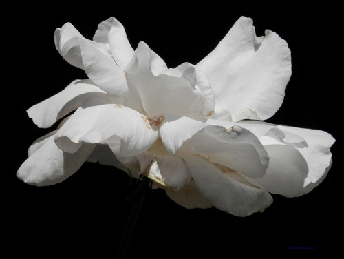 White flower isolated on black background