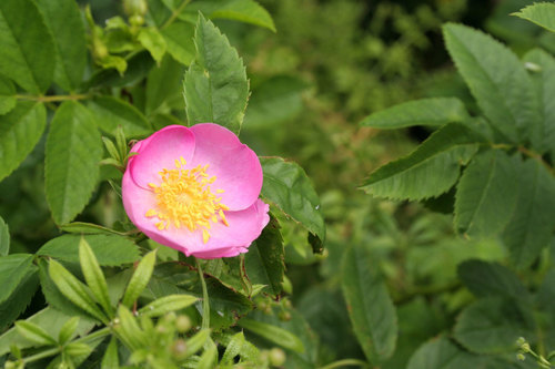 Wild rose bush