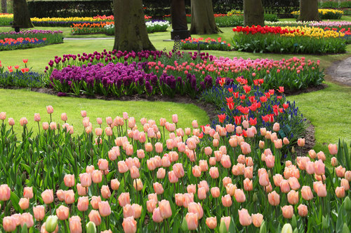 Tulipani in giardino Keukenhof