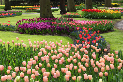 Tulipanes en el jardín de Keukenhof