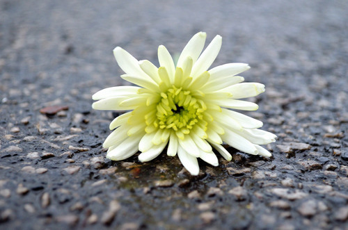 Flor na estrada