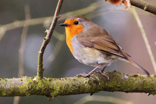 Robin sur branche