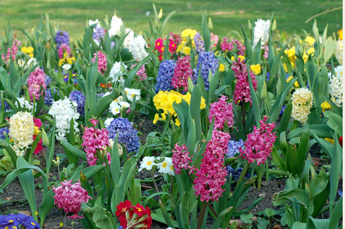 Vårblommor i park