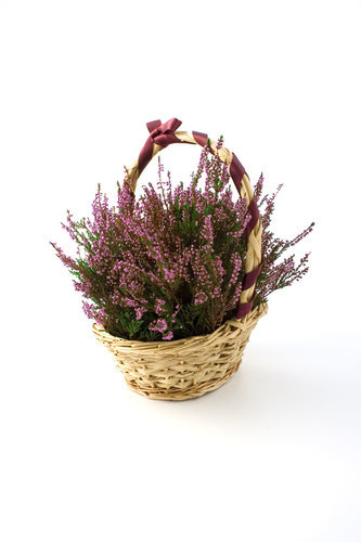 Basketed heather plant
