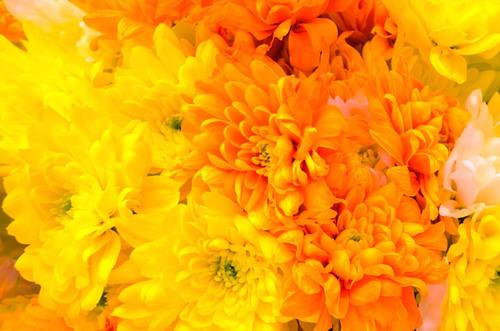 Flores amarelas densamente