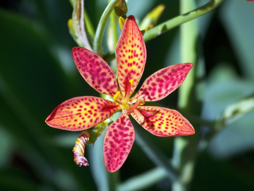 Single exotic flower