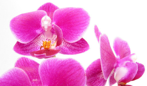 Orchidée rose isolée