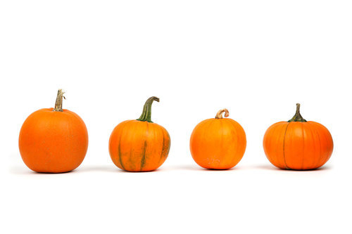 Pumpkins on white background