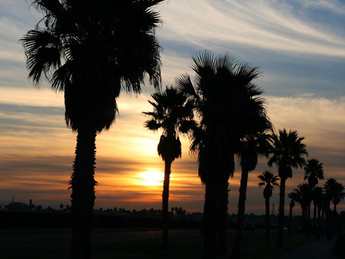 Silhouettes of tropical palm trees