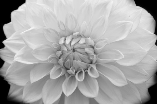Bílý květ zblízka
