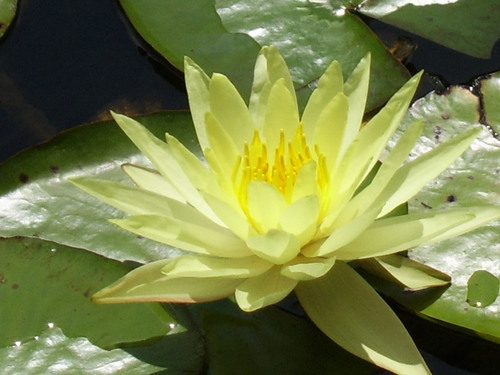 Waterlily