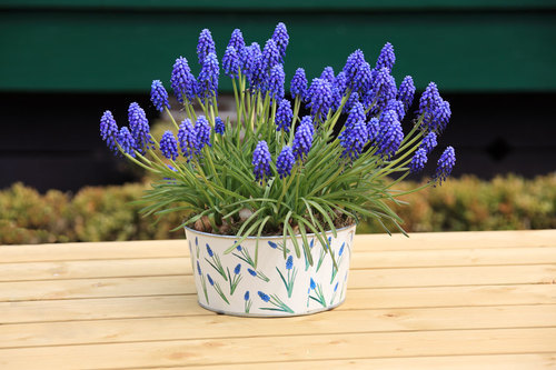 Potted hyacinth plant