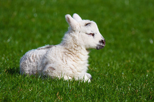 Nyfödda lamm på våren äng