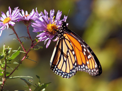 Monarch kelebek mor bir çiçek üzerinde