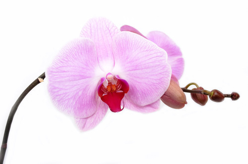 İzole mor orkide